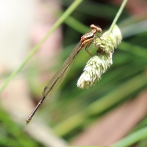 Nososticta solida at Bonython, ACT - 31 Dec 2021