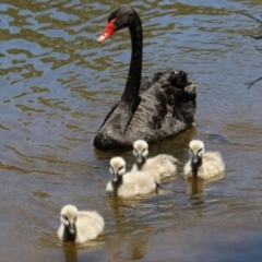 Cygnus atratus (Black Swan) at Stranger Pond - 31 Dec 2021 by RodDeb