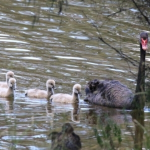 Cygnus atratus at Bonython, ACT - 31 Dec 2021 01:00 PM