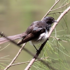 Rhipidura leucophrys at Bonython, ACT - 31 Dec 2021