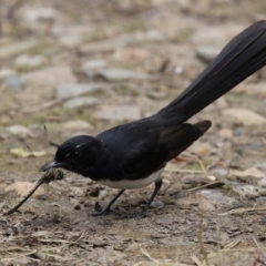 Rhipidura leucophrys at Bonython, ACT - 31 Dec 2021