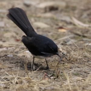 Rhipidura leucophrys at Bonython, ACT - 31 Dec 2021