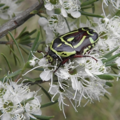 Eupoecila australasiae (Fiddler Beetle) at Mount Taylor - 27 Dec 2021 by MatthewFrawley