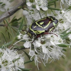Eupoecila australasiae (Fiddler Beetle) at Kambah, ACT - 27 Dec 2021 by MatthewFrawley