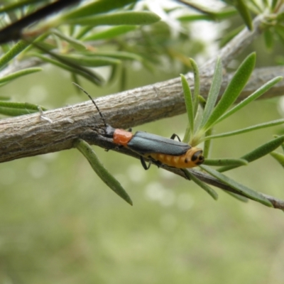 Chauliognathus tricolor (Tricolor soldier beetle) at Mount Taylor - 27 Dec 2021 by MatthewFrawley