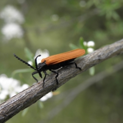 Porrostoma rhipidium (Long-nosed Lycid (Net-winged) beetle) at Mount Taylor - 27 Dec 2021 by MatthewFrawley