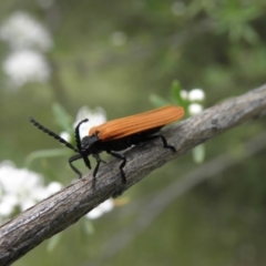 Porrostoma rhipidium (Long-nosed Lycid (Net-winged) beetle) at Kambah, ACT - 27 Dec 2021 by MatthewFrawley