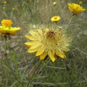 Xerochrysum viscosum at Kambah, ACT - 27 Dec 2021