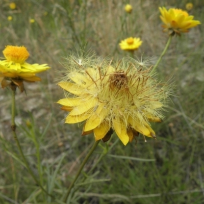 Xerochrysum viscosum (Sticky Everlasting) at Mount Taylor - 27 Dec 2021 by MatthewFrawley