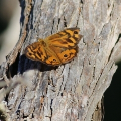 Heteronympha merope (Common Brown Butterfly) at Bournda National Park - 28 Dec 2021 by KylieWaldon