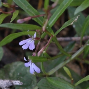 Lobelia anceps at Wallagoot, NSW - 29 Dec 2021