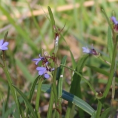 Lobelia anceps at Wallagoot, NSW - 29 Dec 2021