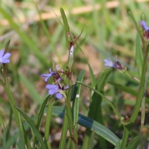 Lobelia anceps at Wallagoot, NSW - 29 Dec 2021 07:51 AM