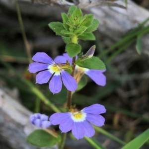 Scaevola sp. at Wallagoot, NSW - 29 Dec 2021