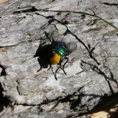 Amenia sp. (genus) (Yellow-headed Blowfly) at Wallagoot, NSW - 29 Dec 2021 by KylieWaldon