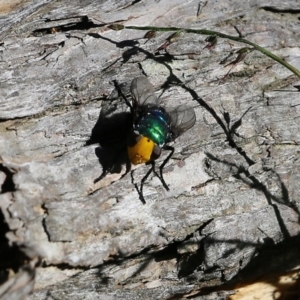 Amenia sp. (genus) at Wallagoot, NSW - 29 Dec 2021 07:49 AM
