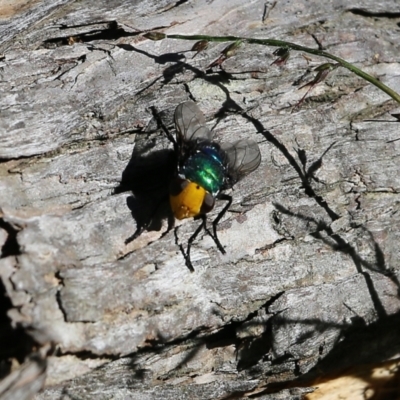 Amenia (imperialis group) at Bournda Environment Education Centre - 28 Dec 2021 by KylieWaldon