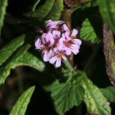 Pelargonium (genus) (A Stork’s Bill) at Wallagoot, NSW - 29 Dec 2021 by KylieWaldon