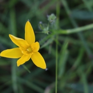 Hypoxis hygrometrica at Wallagoot, NSW - 29 Dec 2021