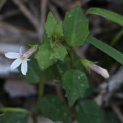 Lobelia purpurascens (White Root) at Bournda National Park - 28 Dec 2021 by KylieWaldon