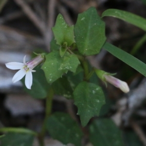 Lobelia purpurascens at Wallagoot, NSW - 29 Dec 2021