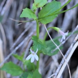 Lobelia purpurascens at Wallagoot, NSW - 29 Dec 2021 07:59 AM