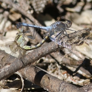 Orthetrum caledonicum at Wallagoot, NSW - 29 Dec 2021