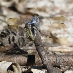 Orthetrum caledonicum at Wallagoot, NSW - 29 Dec 2021