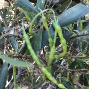 Acacia sophorae at Ventnor, VIC - 18 Dec 2021