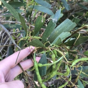 Acacia sophorae at Ventnor, VIC - 18 Dec 2021 11:51 AM