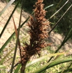 Lepidosperma gladiatum (Coast Sword-sedge) at Ventnor, VIC - 18 Dec 2021 by Tapirlord