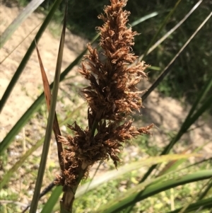 Lepidosperma gladiatum at Ventnor, VIC - 18 Dec 2021