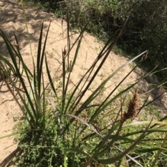 Lepidosperma gladiatum at Ventnor, VIC - 18 Dec 2021