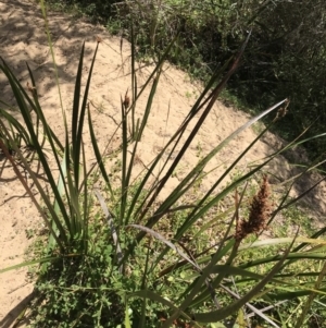 Lepidosperma gladiatum at Ventnor, VIC - 18 Dec 2021 11:52 AM