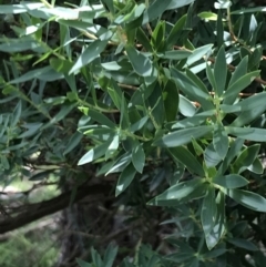 Leucopogon parviflorus at Ventnor, VIC - 18 Dec 2021