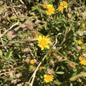 Senecio spathulatus var. latifructus at suppressed - suppressed