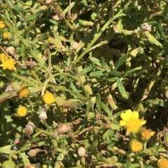 Senecio spathulatus var. latifructus at suppressed - suppressed