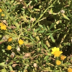 Senecio spathulatus var. latifructus at suppressed - suppressed