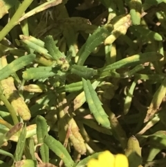 Senecio spathulatus var. latifructus at suppressed - 18 Dec 2021