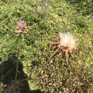 Silybum marianum at Summerlands, VIC - 18 Dec 2021