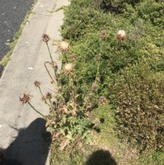 Silybum marianum at Summerlands, VIC - 18 Dec 2021 02:14 PM