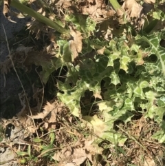 Silybum marianum at Summerlands, VIC - 18 Dec 2021 02:14 PM