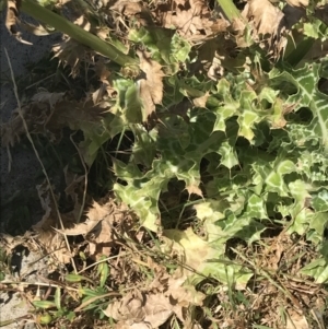 Silybum marianum at Summerlands, VIC - 18 Dec 2021 02:14 PM