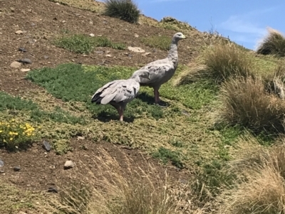 Cereopsis novaehollandiae (Cape Barren Goose) at Summerlands, VIC - 18 Dec 2021 by Tapirlord