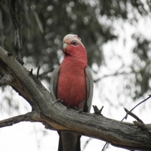 Eolophus roseicapilla at Kambah, ACT - 27 Dec 2021