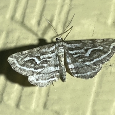Unplaced leucoplecta (Intricate Bark Moth) at Numeralla, NSW - 1 Jan 2022 by SteveBorkowskis