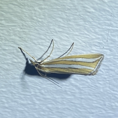 Hednota bivittella (Webworm) at Numeralla, NSW - 31 Dec 2021 by Steve_Bok