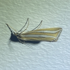 Hednota bivittella at Numeralla, NSW - 1 Jan 2022