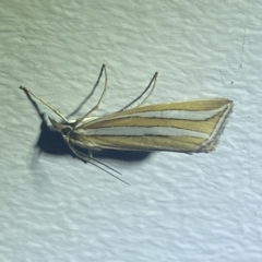 Hednota bivittella at Numeralla, NSW - suppressed