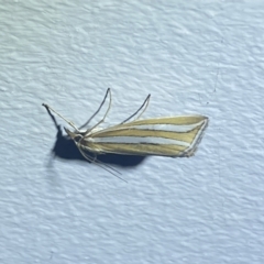 Hednota bivittella at Numeralla, NSW - 1 Jan 2022